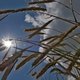 Het weer: droog en meer zon