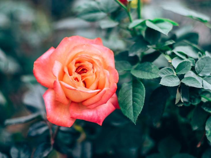 Rozen zien er prachtig uit en ruiken heerlijk, maar dit is waarom ze in de tuin vaak tegenvallen
