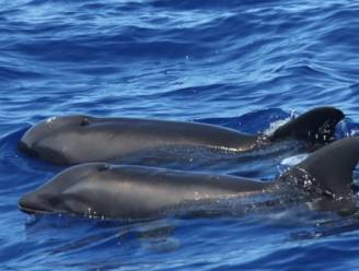 Wetenschappers spotten nooit eerder geziene kruising tussen dolfijn- en walvissoort