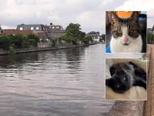 Meerdere dode katten uit het water gevist: ‘Welke harteloze ziel zit hierachter?’