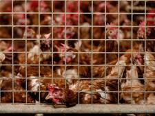 Landelijke ophokplicht voor pluimvee vanwege vogelgriep