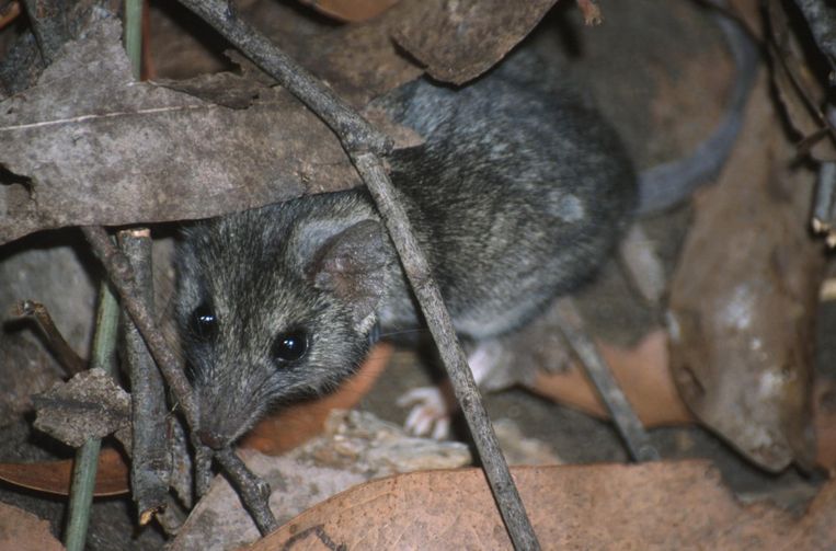 De Kangaroo Island Dunnart. Beeld theconversation.com