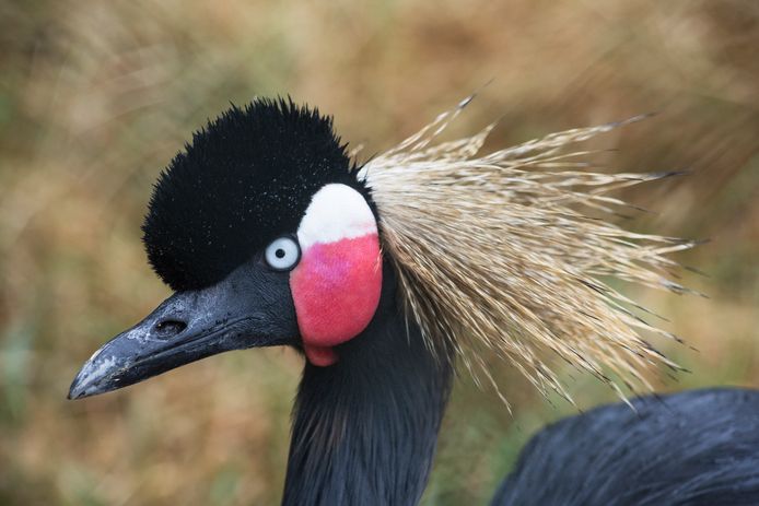 Zwarte kroonkraanvogel (archief)