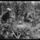 Voor een goede vogelfoto zaagde Richard Tepe de boom gewoon om