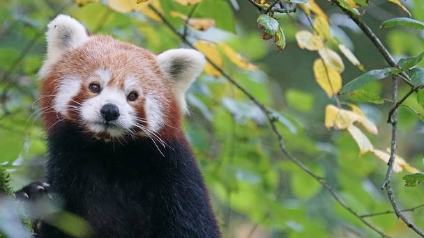 Der Kleine Panda - Verborgen im Himalaya