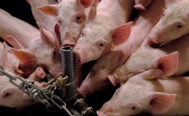 Varkens knagen in hun stal aan plastic buizen aan een ketting.  Beeld ANP
