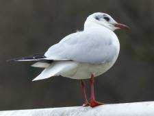 Ruim veertig vogelsoorten en het eerste ei op de Marker Wadden