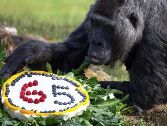 Fatou, de oudste gorilla ter wereld, blaast 65 kaarsjes uit