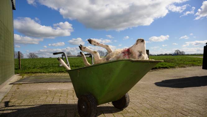 Schaap bij Ruurlo doodgebeten door vermoedelijk een wolf, lam blijft in leven