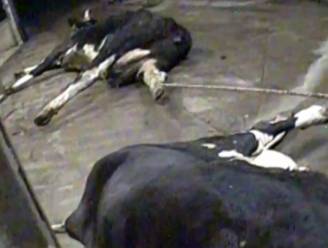 Choquerende undercoverbeelden van “doodzieke koeien” in Pools slachthuis, geen melding van besmet vlees bij ons