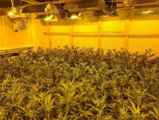 Wietplantage met bijna tweehonderd planten opgerold in woning, maar nog niemand aangehouden