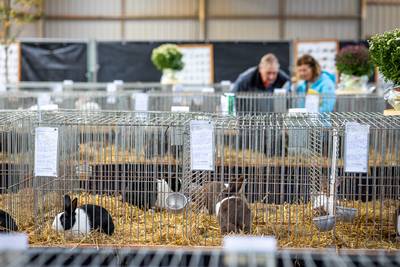Het zit de kleindierenclub in Diepenheim niet mee, na corona is nu de vogelgriep spelbreker: ‘Dit ja