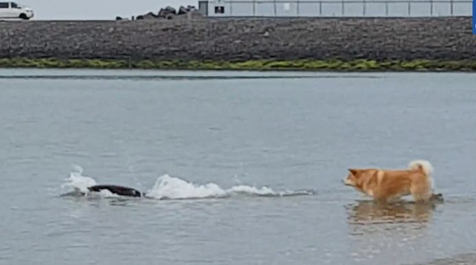 Unieke Show Zeehond Speelt Met Hond Chunky In Water Bij Brouwersdam Zeeuws Nieuws Pzc Nl