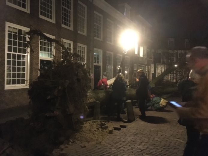 Omgevallen boom op Pieterskerkhof