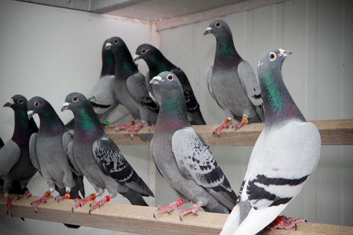 Roger De Busschere is duivenmelker. Van de 5 vrachtwagens die in Quievrain waren om de duiven te lossen zijn een paar manden selectief geopend. Roger is ook een duif kwijt