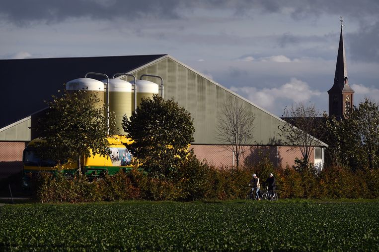 Varkenshouderij in Leunen in De Peel, waar veehouderijen dicht op elkaar staan. Beeld Marcel van den Bergh / de Volkskrant