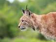 Man grijpt lynx vast die zijn vrouw aanvalt en gooit hem dan op het gras