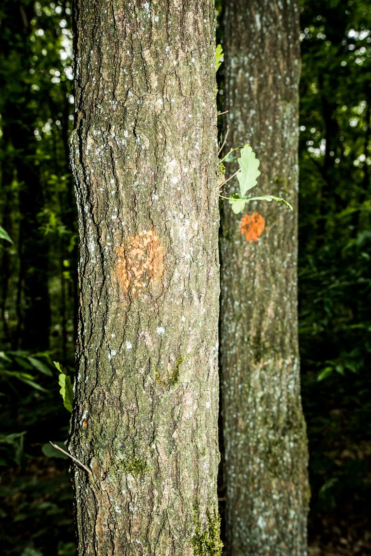 Een eeuwenoude ­zomereik is met rode tekens gemarkeerd om later te worden gekapt. Beeld Jan Mulders