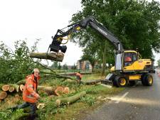 Foutje, bedankt! Deze omgekapte bomen hadden nóóit gerooid mogen worden