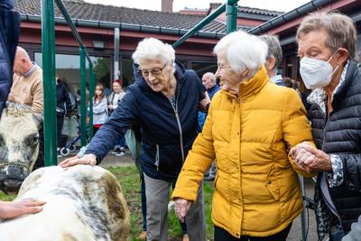 Bewoners dementieafdeling krijgen bezoek van koe Julie en kalfje Conny: “Geweldig om iedereen te zien genieten”
