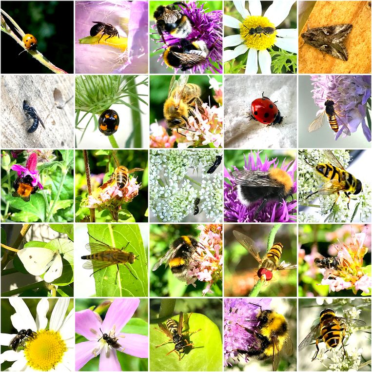 Een selectie van insecten die Caspar Janssen in de afgelopen twee maanden fotografeerde op zijn balkon.  Beeld Caspar Janssen