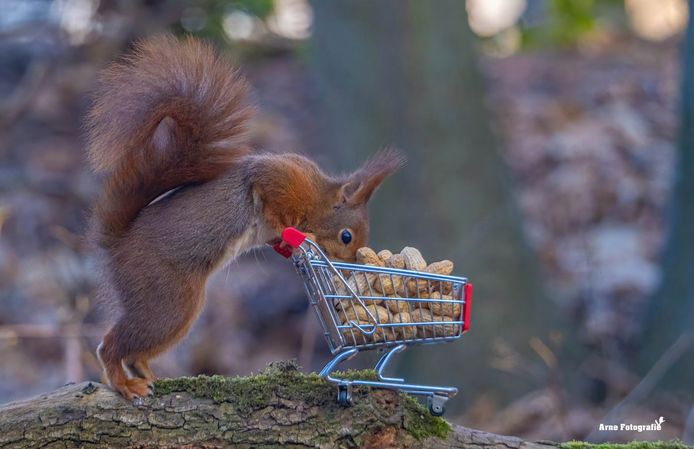 Arne Moons uit Lille is gepassioneerd door alles wat met natuur te maken heeft.