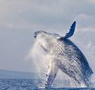 Duiker opgeslokt en uitgespuugd door walvis: “Er was geen tijd voor angst”