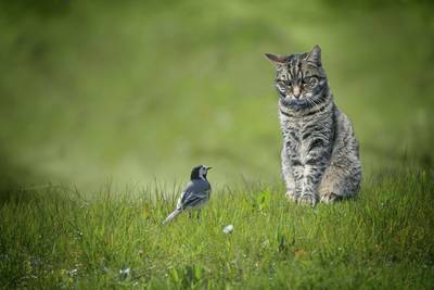 Vrij rondlopende huiskatten zijn catastrofaal voor wilde soorten: “het beste wat je kan doen, is je kat binnen houden”