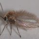 De namen van insecten: verzinsels met een idee erachter