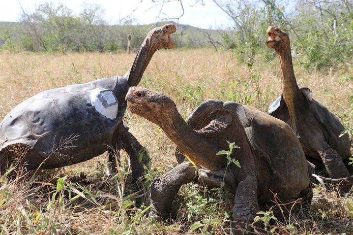 Diego is samen met andere schildpadden van het fokprogramma vrijgelaten op het onbewoonde eiland Española.