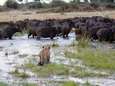 Honderden buffels verdrinken op de vlucht voor leeuwen in Namibië