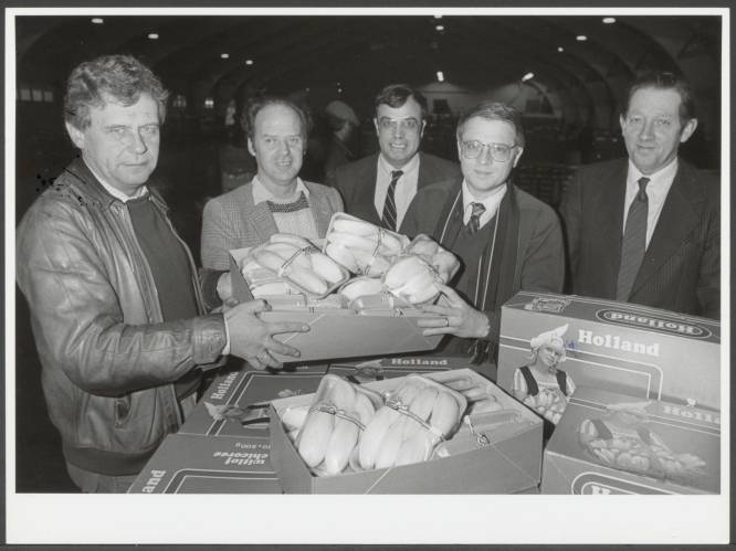 Hoe de glastuinbouw in de regio keihard groeide (maar een extra grote veiling was van tijdelijke aard)