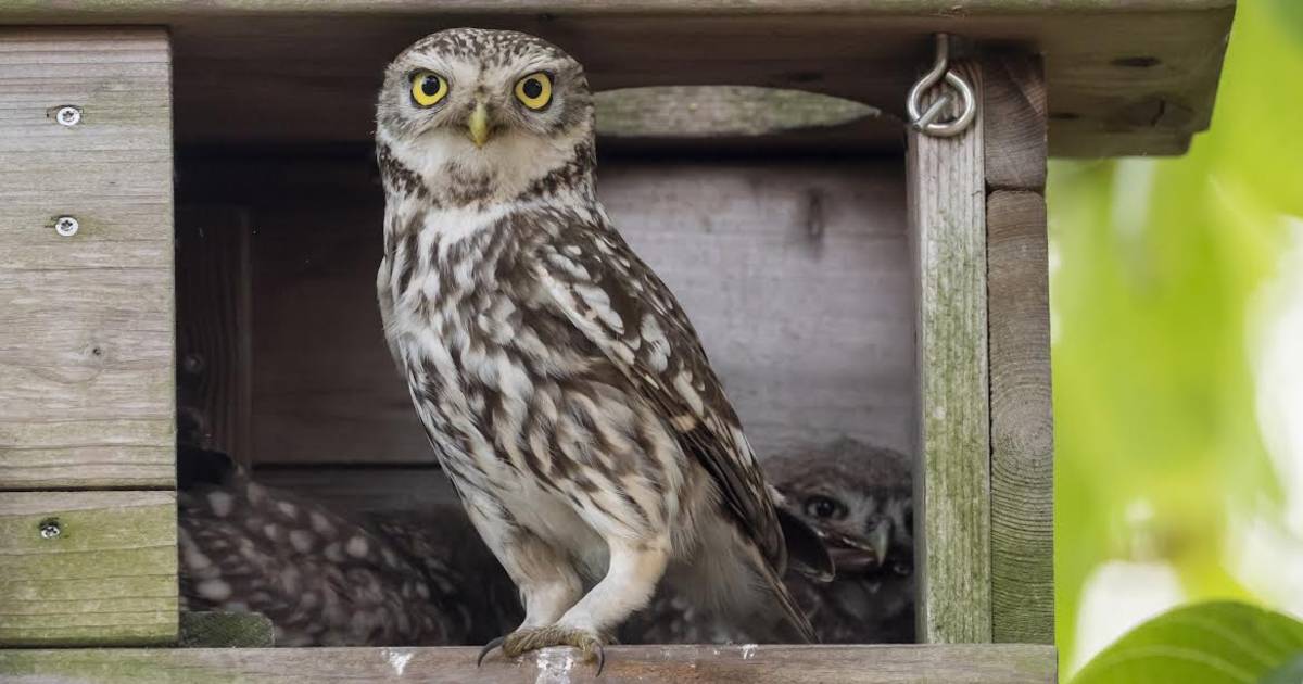 Het mysterie van de uil