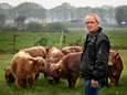 Getroffen boer uit Someren-Eind na aanval wolf: ‘Hooglanders zijn mijn visitekaartje’