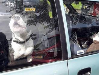 Honden blijven achter in auto op parkeerterrein Efteling: "Schandalig is dit"