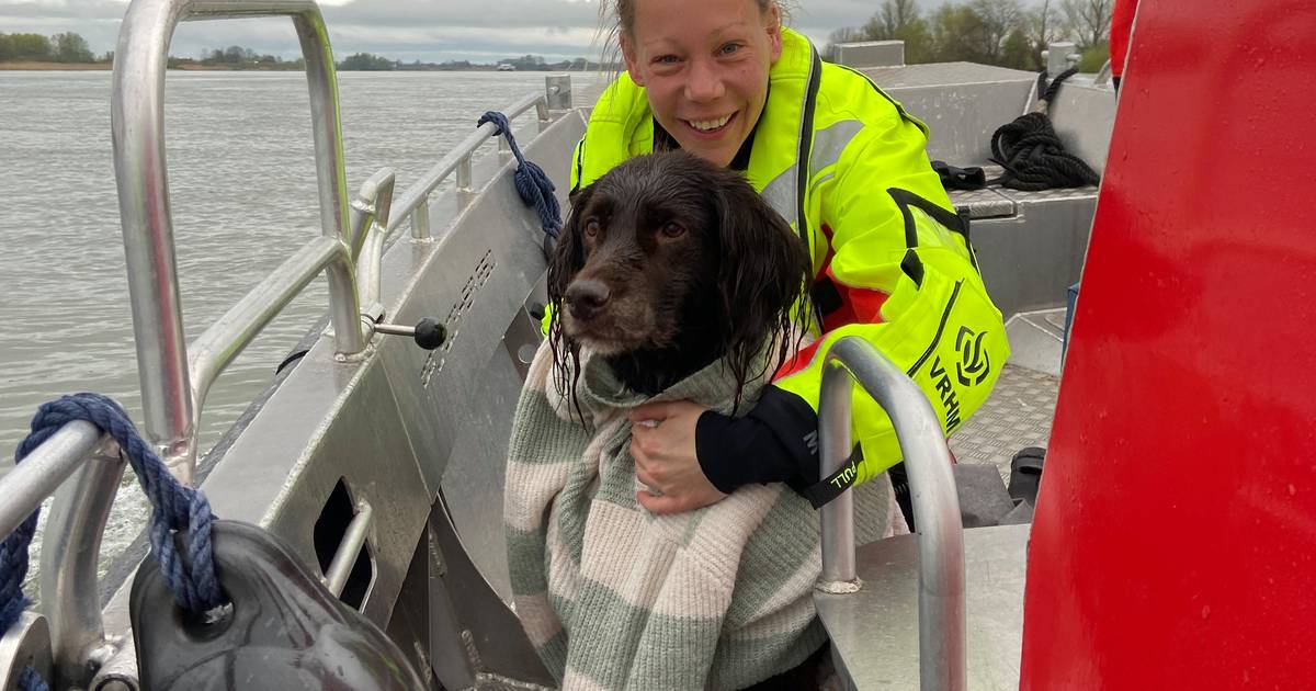 Labrador spartelt angstig in de Lek, tot de brandweer te hulp schiet: ‘We riepen ‘daar, daar!’’