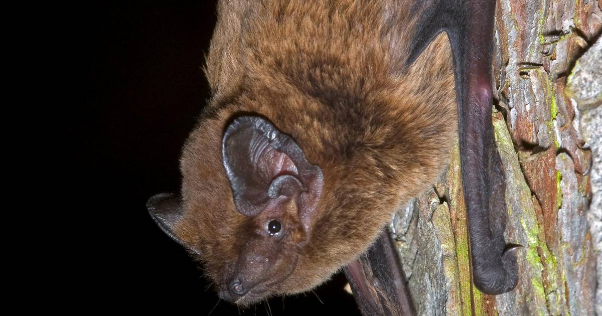 Vleermuizen hebben nu ook eigen kasten | Zoetermeer