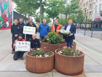 Roeselare is opnieuw bijenvriendelijke en bloemengemeente: “12.500 planten en bloemen worden geplant voor deze zomer”