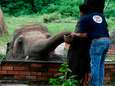 “Eenzaamste olifant” kan na 35 jaar in kleine kooi naar betere thuis gebracht worden