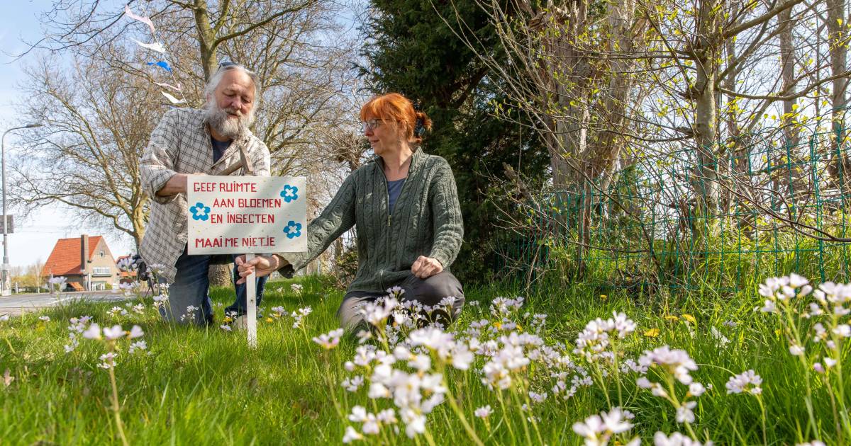 Inwoners Driewegen planten ‘maai me nietjes’ om leven in de berm te beschermen