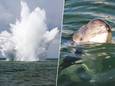 De effecten van de knal kunnen “catastrofaal” zijn voor bruinvissen, waarschuwt onder meer SOS Dolfijn.