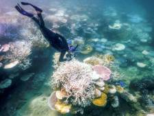 Nederlandse toerist (51) wordt onwel na snorkelen bij Australisch koraalrif en overlijdt