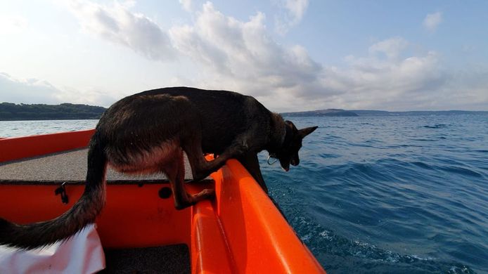 Op het meer van Bracciano is een van de honden aangeslagen. Er wordt nu gericht gezocht in een beperkt gebied.
