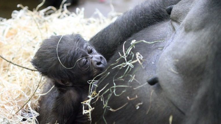 De baby op de buik van gorillamoeder Dafina. © Website Artis.nl Beeld 