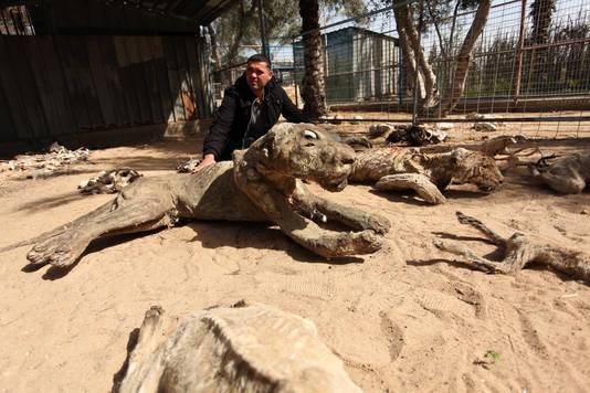 De dieren die het niet overleefden in de dierentuin in Gaza werden opgezet.