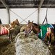 Ruiter die vastzit in Valencia: ‘We hopen dat al onze paarden hier levend vandaan komen’
