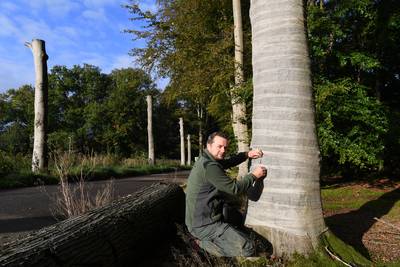 Twaalf beuken met ‘een verbandje’ omdat andere bomen ziek zijn: ‘Anders leggen deze ook het loodje’