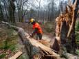 Storm velt honderden bomen, boetes voor negeren inrijverbod Posbank