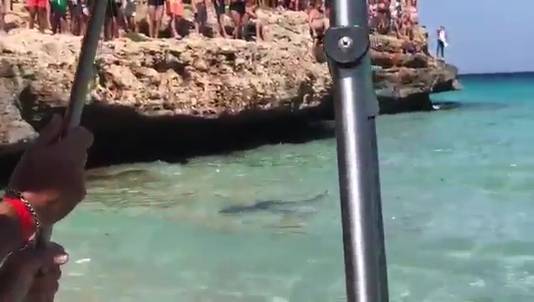 De blauwe haai zwemt net voor de kust van het Spaanse eiland Mallorca.
