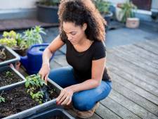 Op een dakterras tuinier je met potten en bakken: deze planten zijn geschikt